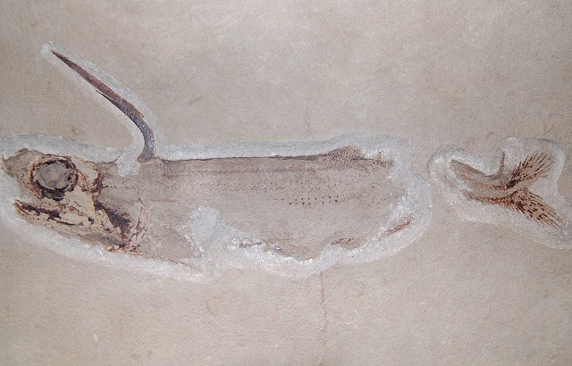 Открытие учёных доказывает, что акулы обитали на 120 миллионов лет дольше (фото Tommy/Wikimedia Commons).