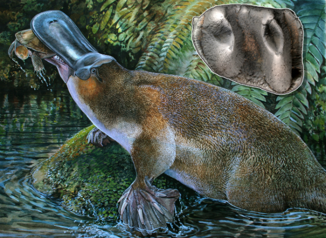 Obdurodon tharalkooschild – гигантский предок современного утконоса (иллюстрация Peter Schouten).