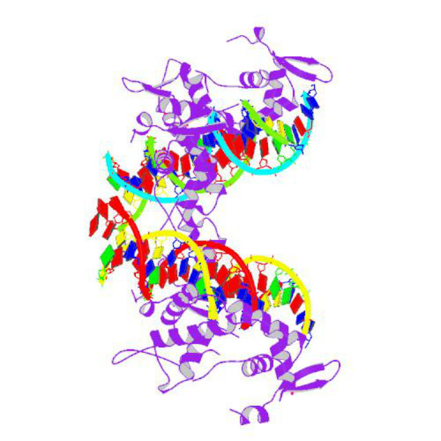 Структура белка FoxP2 (иллюстрация Wikimedia Commons). 