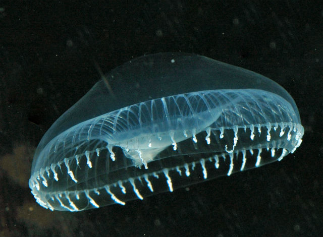 Свечение мороженому придают особые биолюминесцентные белки медуз (фото Wikimedia Commons). 