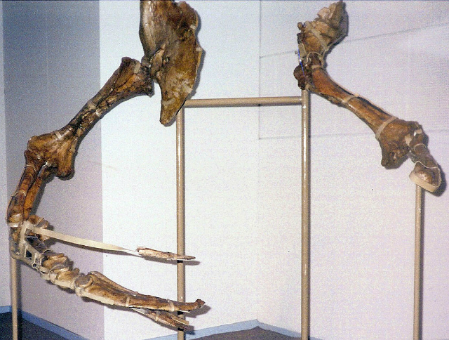 Окаменевшие кости передних конечностей теризинозавра из Монголии (фото Funk Monk/Wikimedia Сommons).