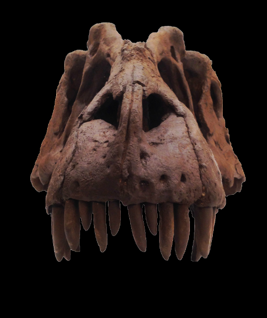 Этот череп, включающий в себя частицы настоящих ископаемых, демонстрирует уникальные особенности нового вида тираннозавра (фото Mark Loewen, NHMU).