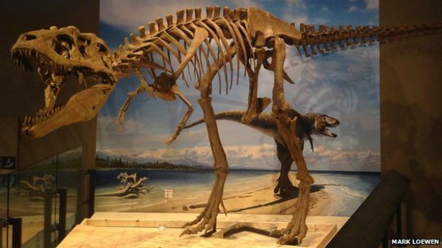 Скелет составляет около 8 метров в длину, что свидетельствует о том, что найденная особь не была взрослой. Этот вид будучи "в возрасте" достигал в длину 10 метров (фото Mark Loewen, NHMU).