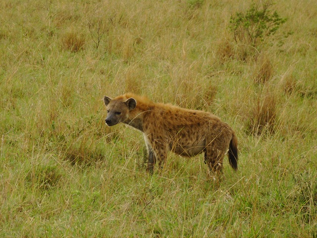 Пятнистая гиена, как и другие виды гиен, имеет привычку оставлять на траве "пахучие письма" своим сородичам (фото Mauro Mazzio/Wikimedia Commons).