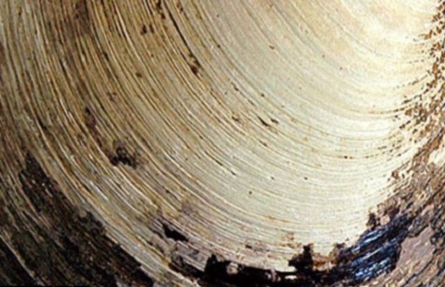 Возраст особи, определённый при помощи годичных слоёв раковины, составляет 507 лет (фото Bangor University).
