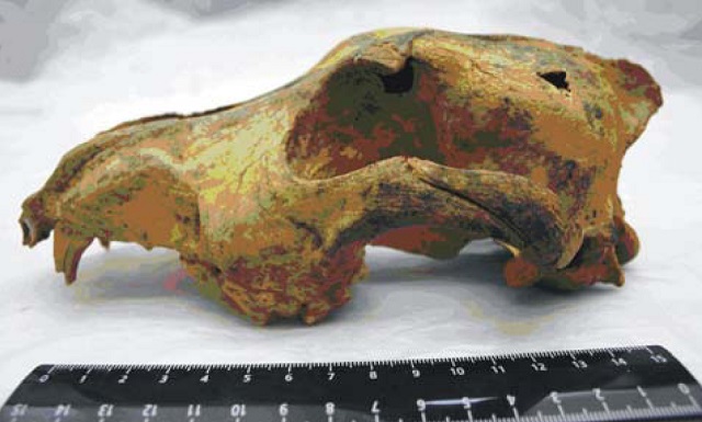 Учёные использовали образцы ДНК археологических находок. На фото череп волка из Сибири, возраст которого составляет 32-33 тысячи лет (фото Nikolai D. etal/WikimediaCommons).