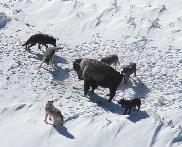 Волки были одомашнены не менее 18 тысяч лет назад охотниками-собирателями. Возможно, звери участвовали в человеческой охоте и помогали загонять добычу (фото Doug Smith/Wikimedia Commons).