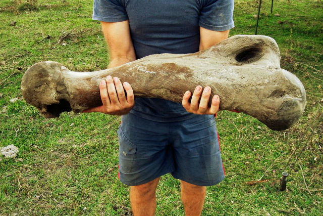 Кость гигантского ленивца (фото Martin Batalles).