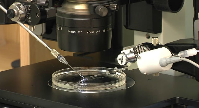 Проведение искусственного оплодотворения по методу интраплазматического введения круглых сперматид ROSI (кадр из видео Institute for Biogenesis Research, John A. Burns School of Medicine, University of Hawai'i). 