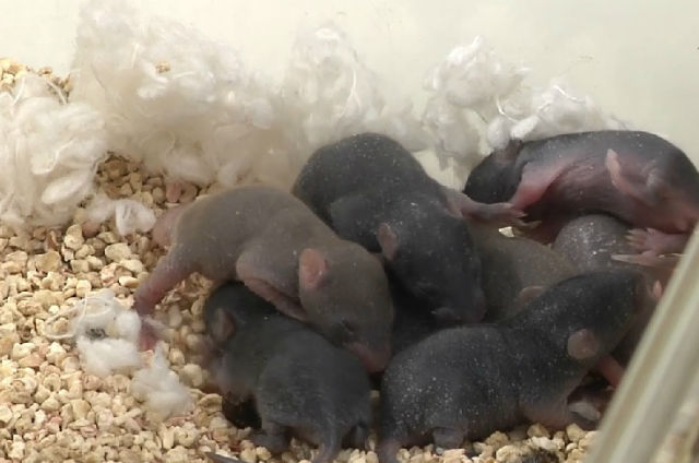 Потомство мышей с двумя генами вместо Y-хромосомы (кадр из видео Institute for Biogenesis Research, John A. Burns School of Medicine, University of Hawai'i). 