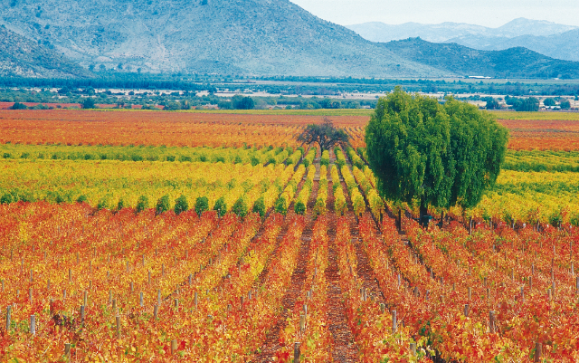 На вкус вина влияет не только географическое расположение виноградника, но и микроорганизмы, характернные для данного региона (фото Vina Caliterra/Flickr).
