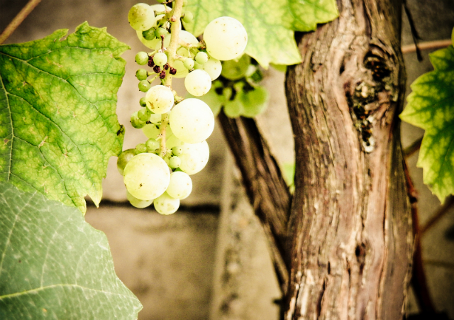 Информация о содержащихся в регионе микроорганизмах может помочь улучшить характеристики вина (фото just_go/Flickr).
