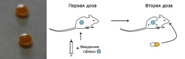 Сначала мышам вводили маленькие шарики из гидрогеля с препаратом, потом давали высвобождающий вакцину флуоресцеин в таблетках (иллюстрация, фото Raphael Gubeli). 