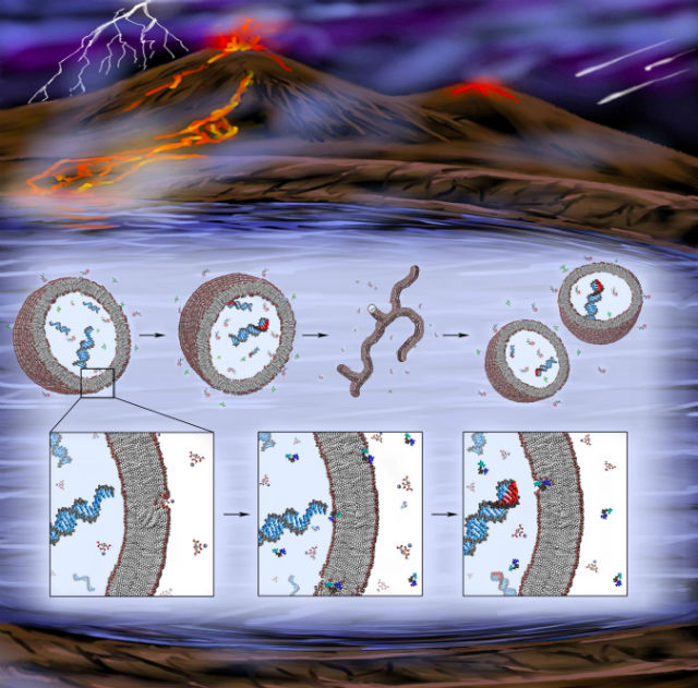 Жизненный цикл протоклеток молодой Земли: синтез РНК и самовоспроизведение (иллюстрация K. Adamala). 