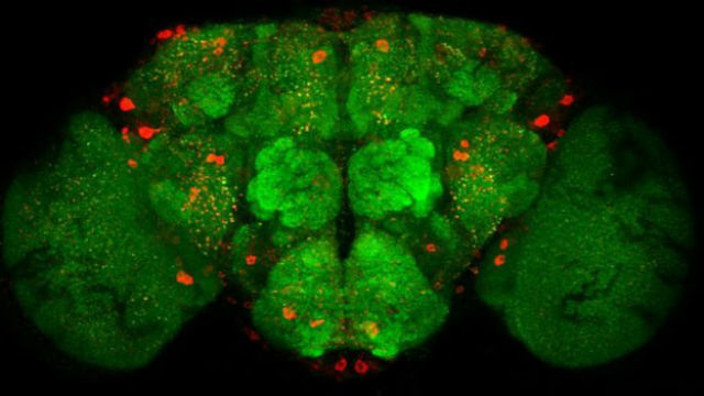 В мозге самцов дрозофилы, которые ожидали спаривания, но не были удовлетворены, увеличивается количество нейропептида F (красные пятна на фото) (фото Brian Chung). 