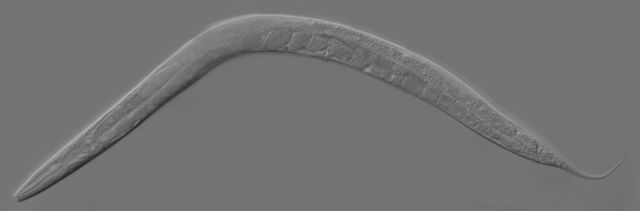 Гермафродит вида Caenorhabditis elegans (фото Zeynep F. Altun/Wikimedia Commons). 