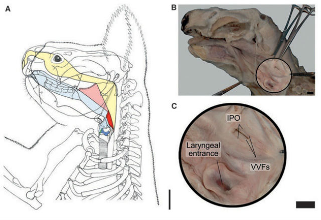Дополнительная пара голосовых связок расположена вне гортани. На рисунке обозначена красным цветом (фото, иллюстрация Current Biology). 