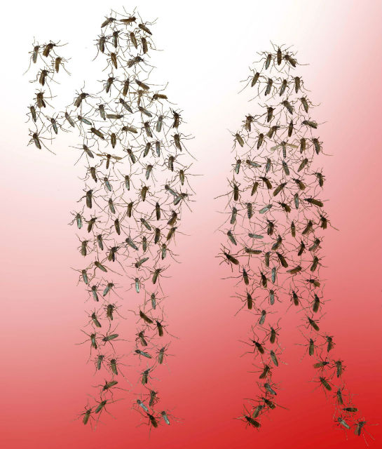 Любой комар предпочтёт кровь человека крови животного (иллюстрация Genevieve M. Tauxe, Ray Lab, UC Riverside). 