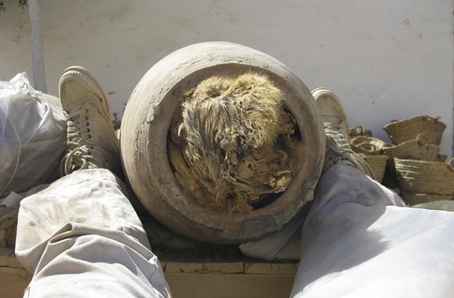 Подобные находки крайне редки, учёные полагают, что животные имели священное значение для Древних Египтян (фото NYU-IFA Mission to Abydos). 