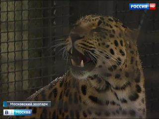 Дальневосточный леопард Мизер обживается в Московском зоопарке