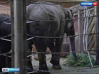 Московский зоопарк примет в дар нераспроданные елки