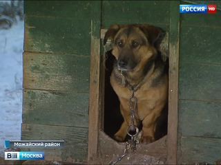 Собаки приюта под Можайском ждут помощи и хозяев