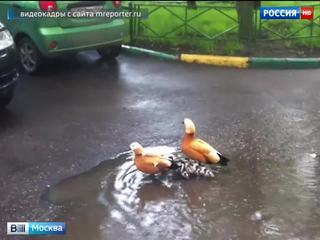 Во дворе дома в районе Дорогомилово завелось утиное семейство