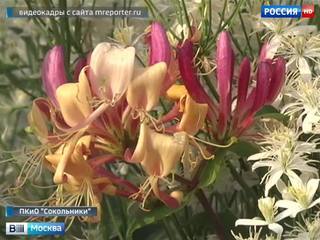 В розарии парка "Сокольники" расцвела жимолость Гекрота