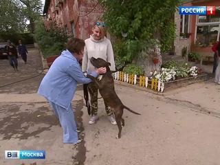Москвичка обнаружила в купленной квартире брошенную собаку
