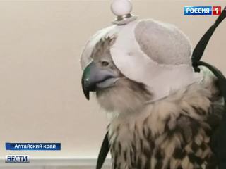 Столичные орнитологи вернули на Алтай пятерых соколов-балабанов, изъятых у контрабандистов