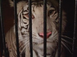 Уцелевшие в ДТП тигры через неделю будут выступать перед зрителями