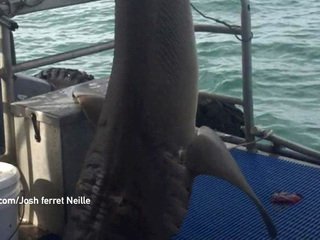 Австралиец чудом уцелел после попытки заарканить акулу. Видео