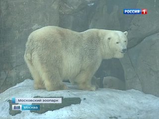 Белые медвежата в Московском зоопарке совершили первый выход в свет