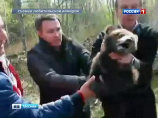 В Новой Москве поймали медвежонка