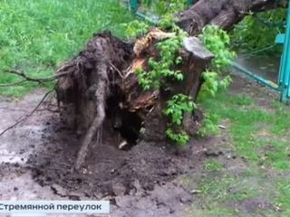 В Москве рухнувшим деревом травмирована женщина