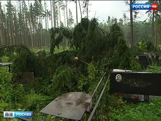Бюрократия и короед разрушают кладбище в Дедовске