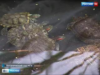 "Аптекарский огород" стал приютом для черепах