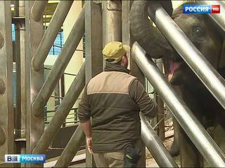 Московским слонам обновили жилище