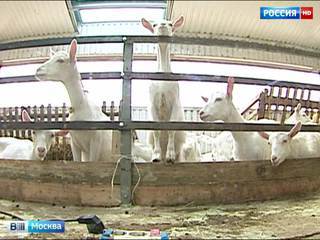 Осторожно, бруцеллез: в группе риска - козье мясо и молоко на подмосковных рынках