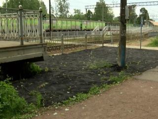Эко-батл в Петербурге: газон оказался сильнее асфальта