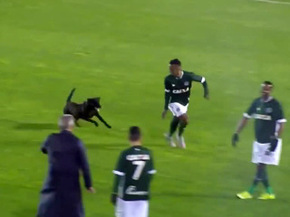 Бездомная собака нагнала страху на бразильского футболиста