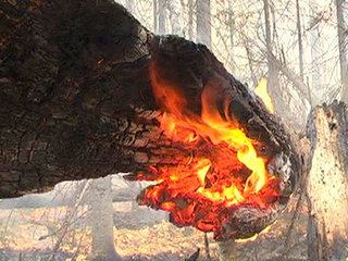 Прибайкалье в огне: пожар уничтожает редких животных и вековые деревья