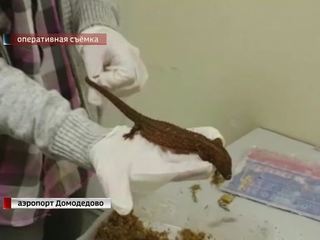 В Домодедове задержаны 30 контрабандных рептилий