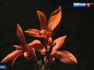 Московская зима приносит тропический урожай