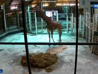 За питомцами Московского зоопарка теперь можно наблюдать в Сети