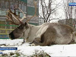 Вести-Москва. Эфир от 18 января 2017 года (17:20)