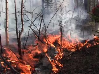 В Сибири 7 тысяч спасателей продолжают борьбу с лесными пожарами