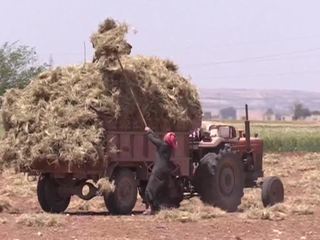 В провинции Алеппо собирают первый урожай