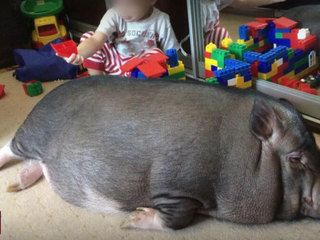 Подложили свинью: фальшивые мини-пиги рушат семьи