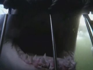 Сенсационная стометровка: пловец поддался акуле